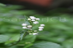 Ageratum conyzoides